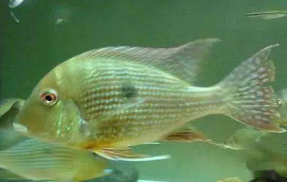 食土鲷品种介绍_食土鲷饲养指南_红颊马面食土鲷