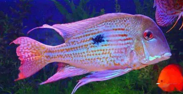 食土鲷品种介绍_红颊马面食土鲷_食土鲷饲养指南