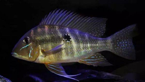 食土鲷饲养指南_红颊马面食土鲷_食土鲷品种介绍