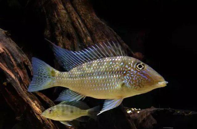 红颊马面食土鲷_食土鲷品种介绍_食土鲷饲养指南