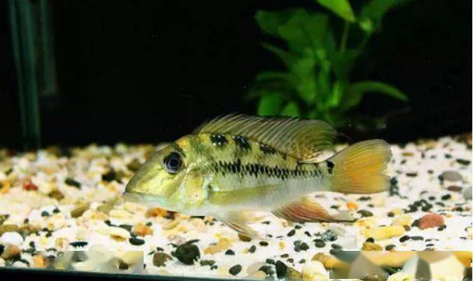 食土鲷饲养指南_食土鲷品种介绍_红颊马面食土鲷