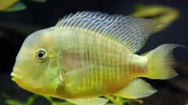 食土鲷饲养指南_食土鲷品种介绍_红颊马面食土鲷