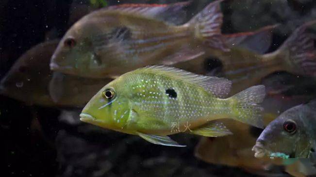 红颊马面食土鲷_食土鲷品种介绍_食土鲷饲养指南