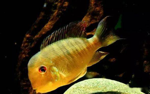 食土鲷品种介绍_食土鲷饲养指南_红颊马面食土鲷