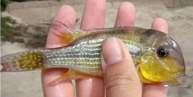 红颊马面食土鲷_食土鲷品种介绍_食土鲷饲养指南