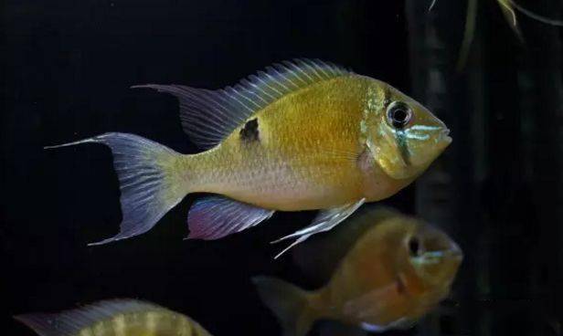 食土鲷饲养指南_食土鲷品种介绍_红颊马面食土鲷