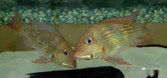 红颊马面食土鲷_食土鲷饲养指南_食土鲷品种介绍