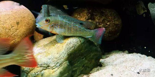 食土鲷饲养指南_红颊马面食土鲷_食土鲷品种介绍