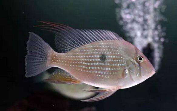 食土鲷品种介绍_红颊马面食土鲷_食土鲷饲养指南