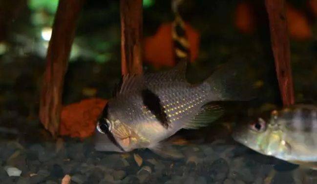 食土鲷饲养指南_食土鲷品种介绍_红颊马面食土鲷