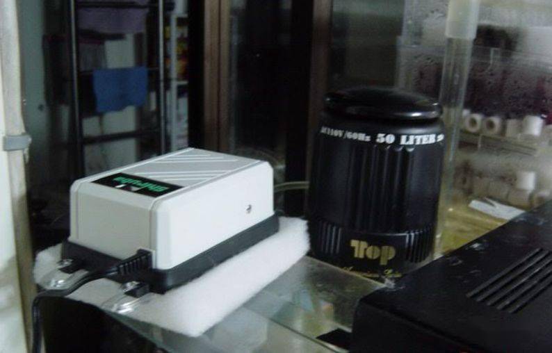 食土鲷品种介绍_食土鲷饲养指南_红颊马面食土鲷