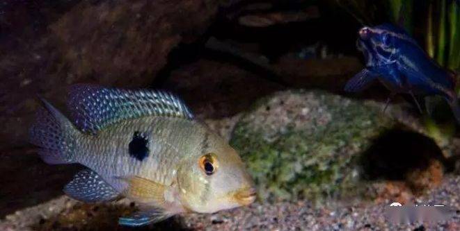 食土鲷品种介绍_食土鲷饲养指南_红颊马面食土鲷