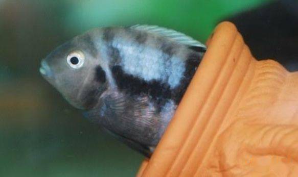 红颊马面食土鲷_食土鲷饲养指南_食土鲷品种介绍