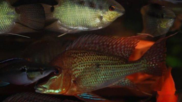 食土鲷品种介绍_食土鲷饲养指南_红颊马面食土鲷