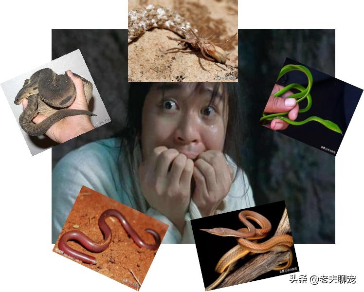 绿瘦蛇价格_藤蛇介绍_奇特蛇类