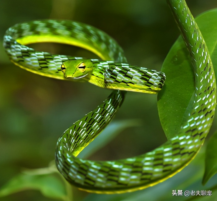 绿瘦蛇价格_奇特蛇类_藤蛇介绍