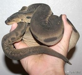 藤蛇介绍_绿瘦蛇价格_奇特蛇类