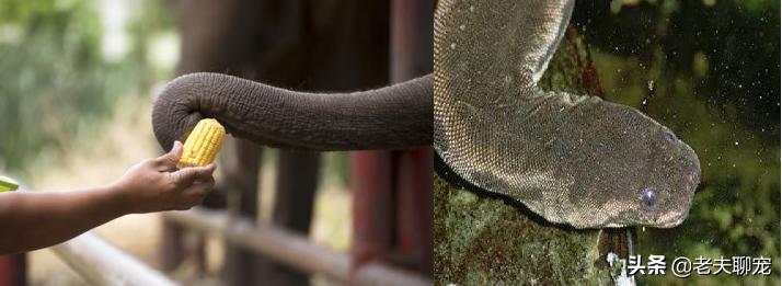 绿瘦蛇价格_奇特蛇类_藤蛇介绍