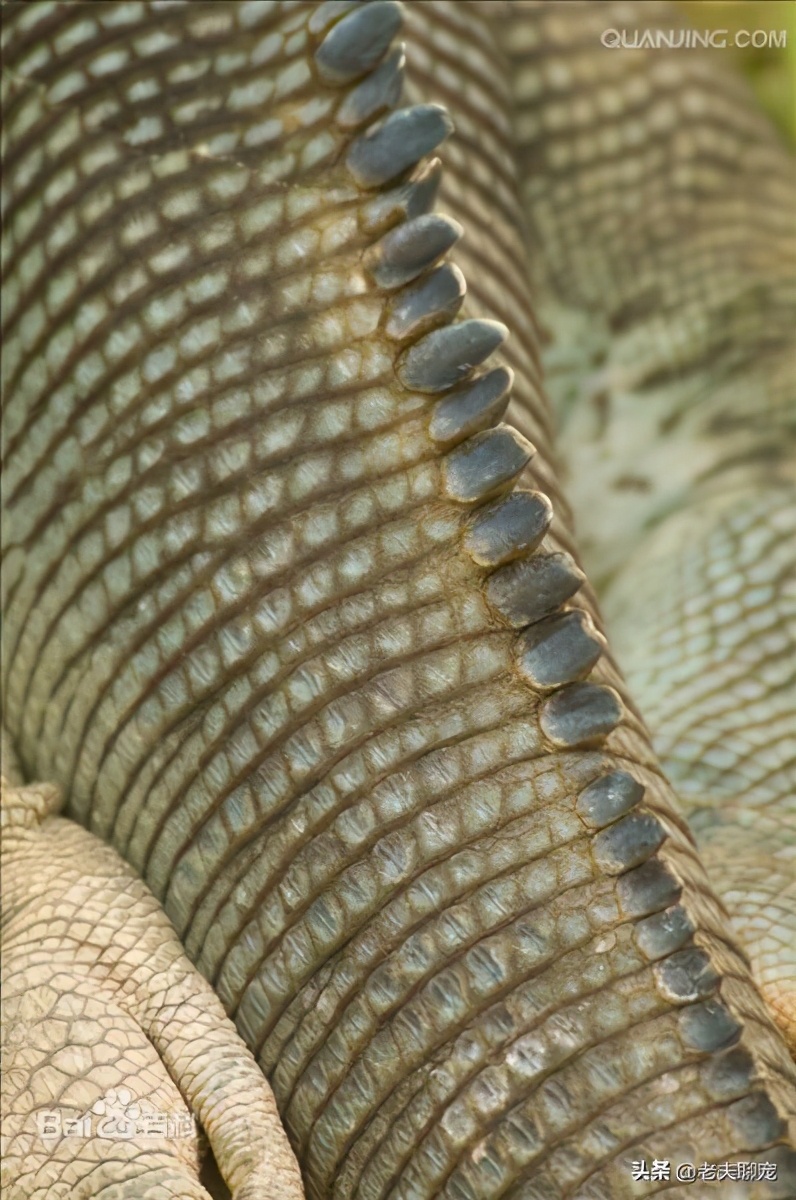 藤蛇介绍_奇特蛇类_绿瘦蛇价格