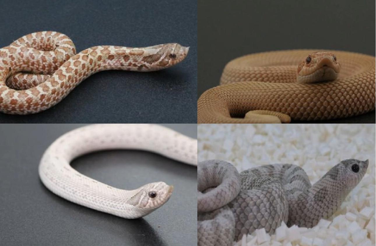 藤蛇介绍_奇特蛇类_绿瘦蛇价格