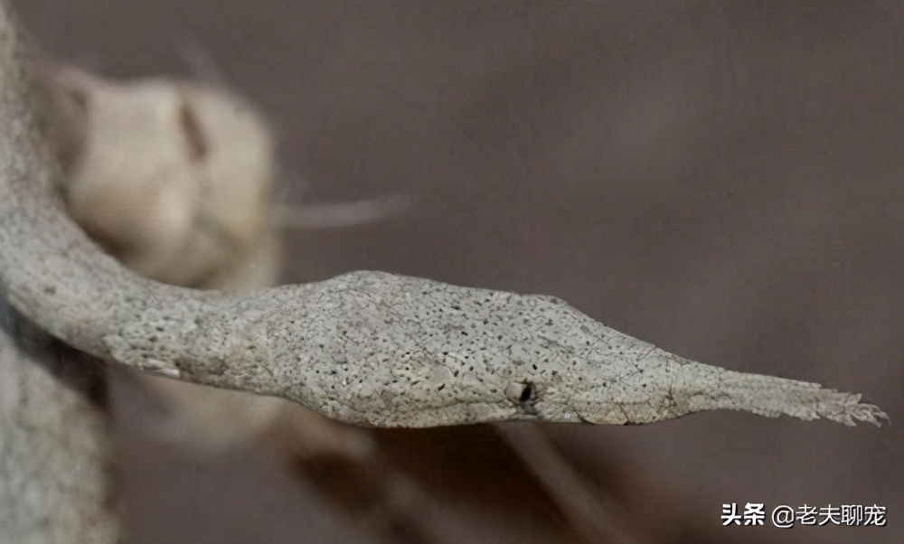 藤蛇介绍_奇特蛇类_绿瘦蛇价格