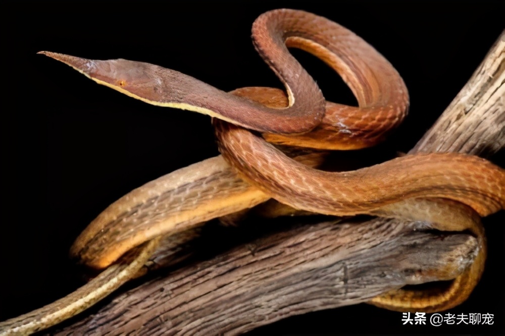 藤蛇介绍_绿瘦蛇价格_奇特蛇类