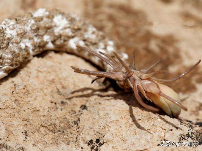 奇特蛇类_绿瘦蛇价格_藤蛇介绍