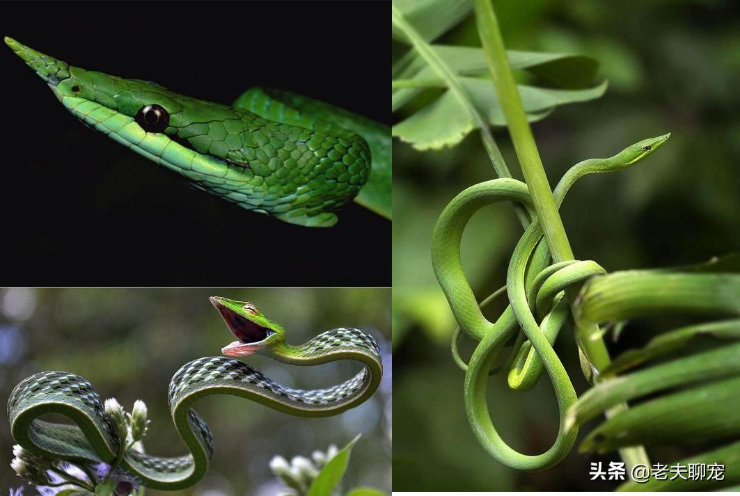 绿瘦蛇价格_藤蛇介绍_奇特蛇类