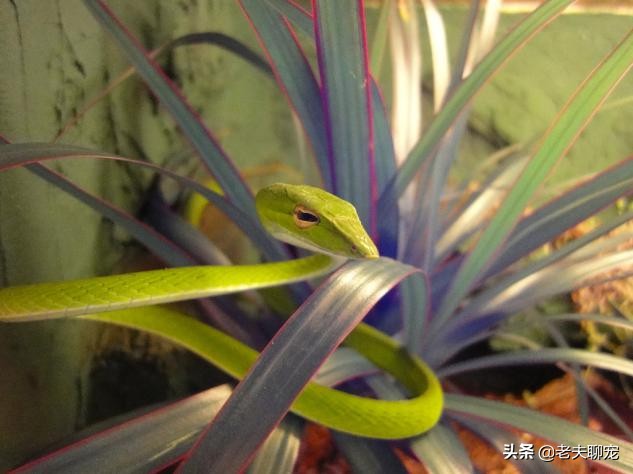 藤蛇介绍_奇特蛇类_绿瘦蛇价格