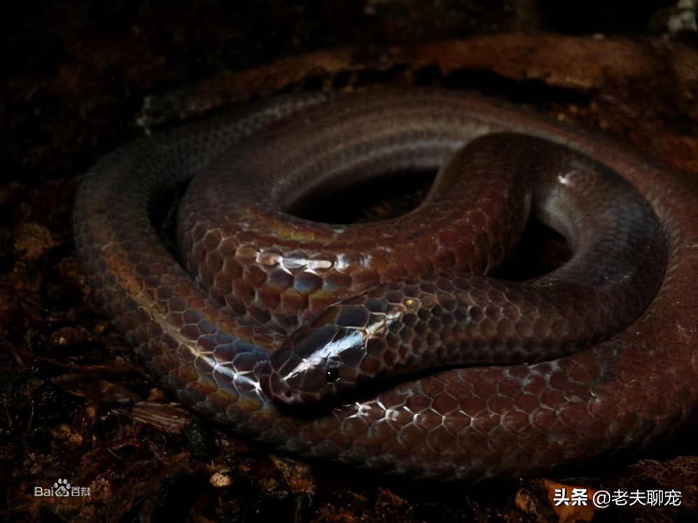 绿瘦蛇价格_藤蛇介绍_奇特蛇类