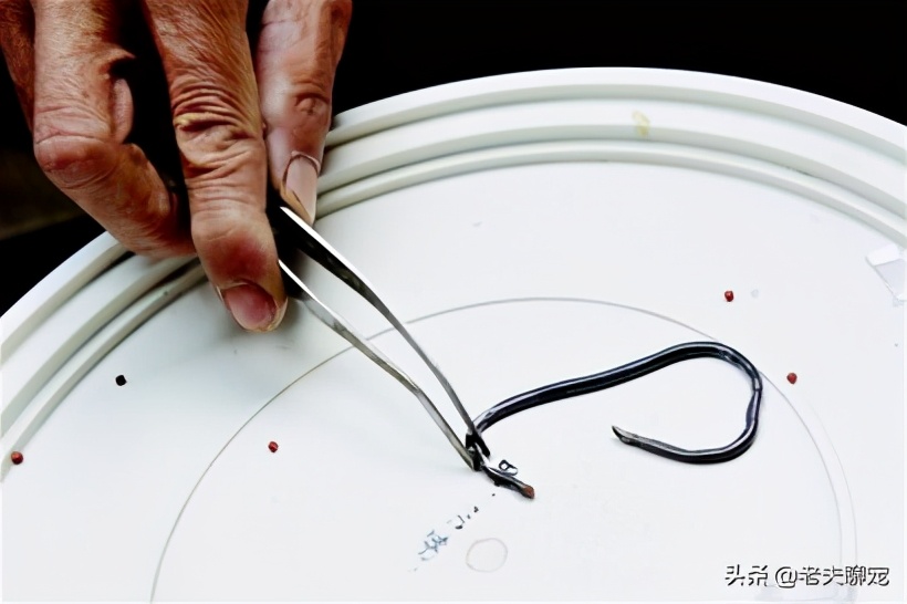 绿瘦蛇价格_藤蛇介绍_奇特蛇类