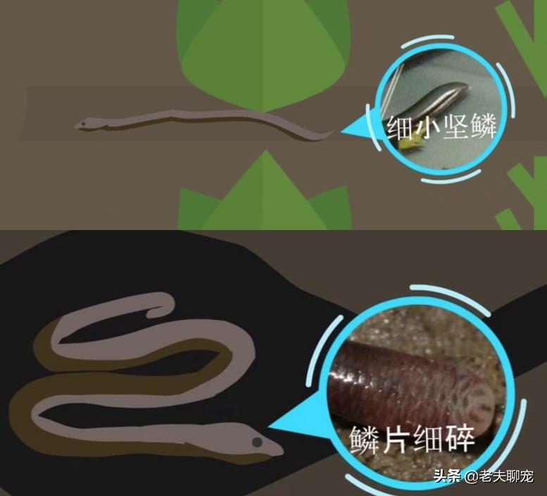 藤蛇介绍_奇特蛇类_绿瘦蛇价格