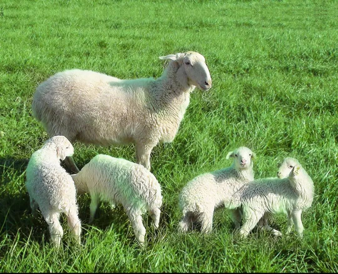 湖州湖羊起源_湖羊养殖成本_湖州湖羊地理标志