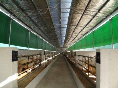 湖州湖羊起源_湖州湖羊地理标志_湖羊养殖成本