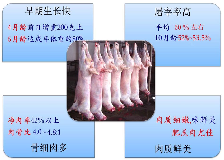 湖州湖羊地理标志_湖羊养殖成本_湖州湖羊起源