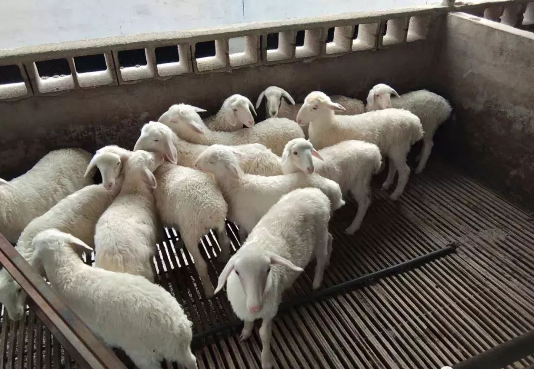 湖羊养殖成本_湖羊特性与养殖_湖羊起源与分布