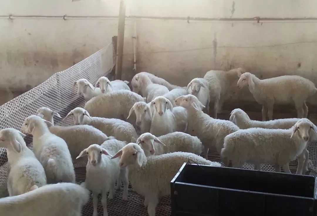 湖羊起源与分布_湖羊特性与养殖_湖羊养殖成本