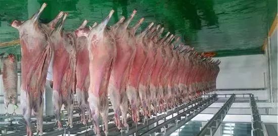 湖羊养殖成本_湖羊起源与分布_湖羊特性与养殖