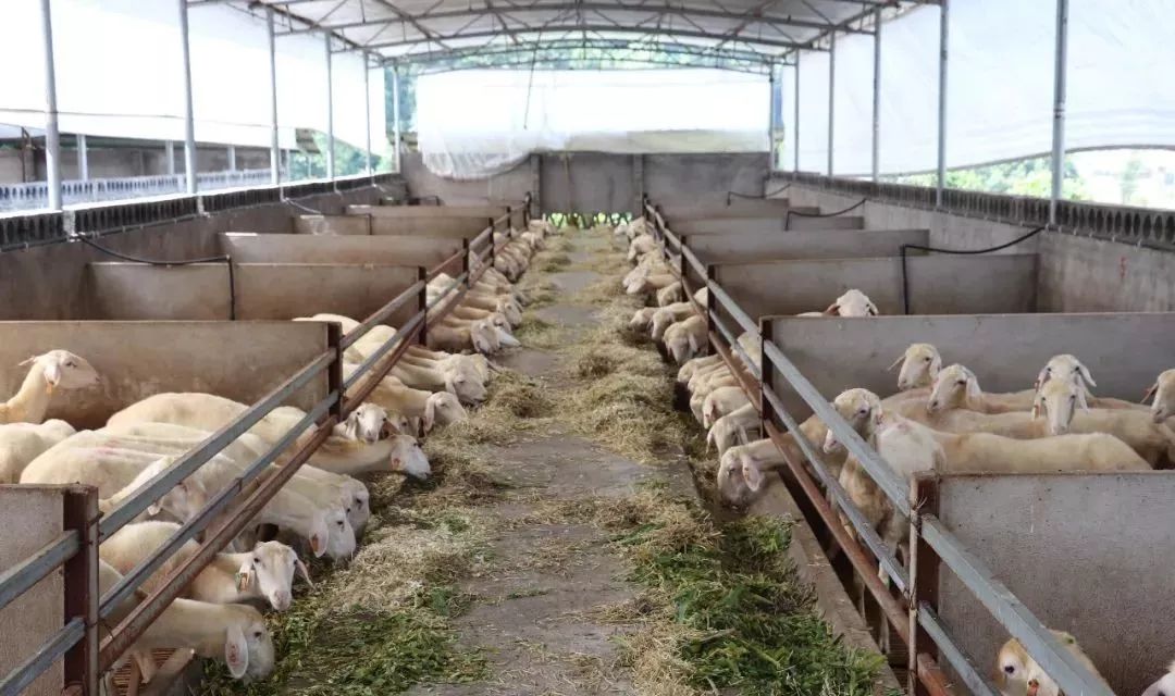 湖羊起源与分布_湖羊养殖成本_湖羊特性与养殖