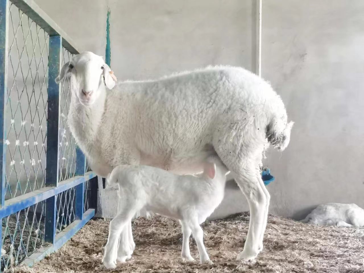 湖羊养殖成本_华羊芯基因组育种芯片_湖羊北养