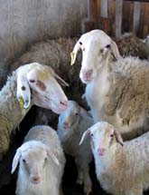 湖羊品种介绍_湖羊养殖成本_湖羊形态特征