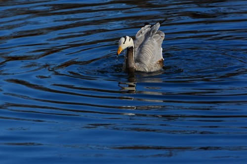 尼康数码单反摄影从_70-200mm F4 VR镜头表现_尼康D7100实战评测