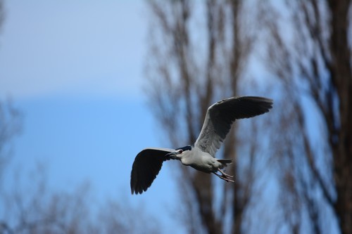 尼康数码单反摄影从_70-200mm F4 VR镜头表现_尼康D7100实战评测