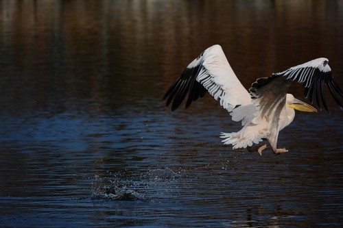 70-200mm F4 VR镜头表现_尼康D7100实战评测_尼康数码单反摄影从