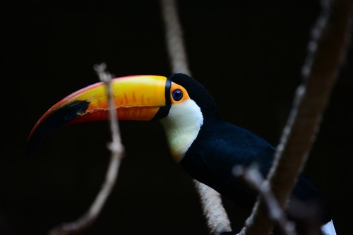 70-200mm F4 VR镜头表现_尼康数码单反摄影从_尼康D7100实战评测