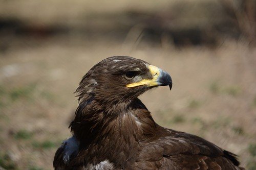 尼康数码单反摄影从_70-200mm F4 VR镜头表现_尼康D7100实战评测