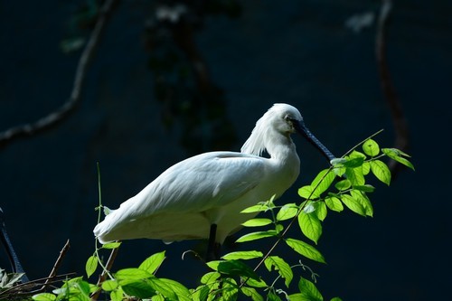 70-200mm F4 VR镜头表现_尼康数码单反摄影从_尼康D7100实战评测