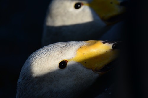 尼康数码单反摄影从_尼康D7100实战评测_70-200mm F4 VR镜头表现