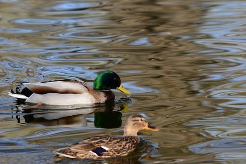尼康数码单反摄影从_尼康D7100实战评测_70-200mm F4 VR镜头表现