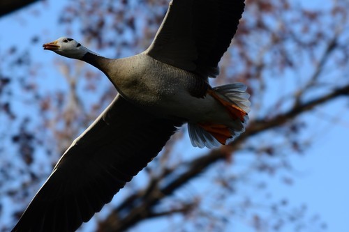 尼康数码单反摄影从_70-200mm F4 VR镜头表现_尼康D7100实战评测